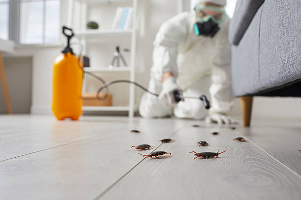 Commercial Kitchen Cockroach Control in Naperville